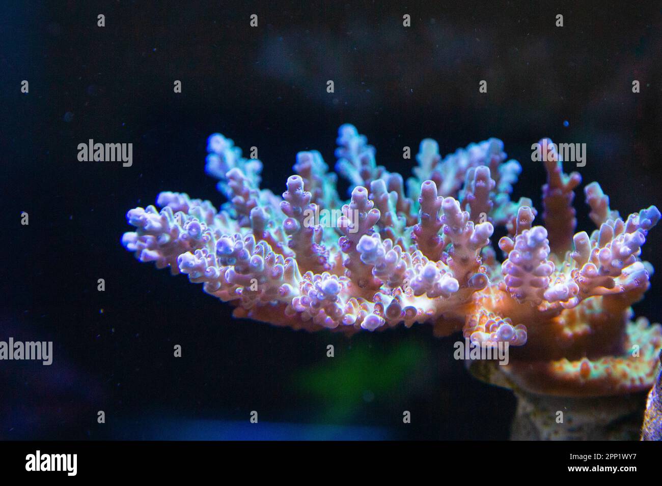 Coral Acropora - punte viola verde - Acquario del reef. Foto Stock