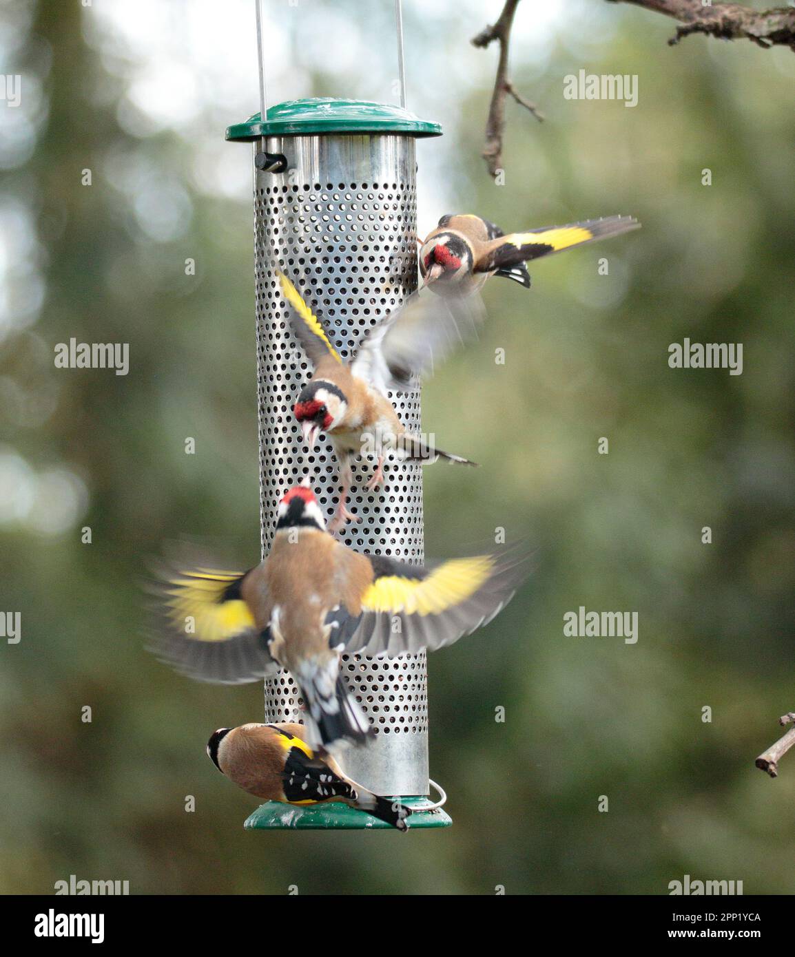 Goldfinch rivalità in un birdfeeder. Foto Stock
