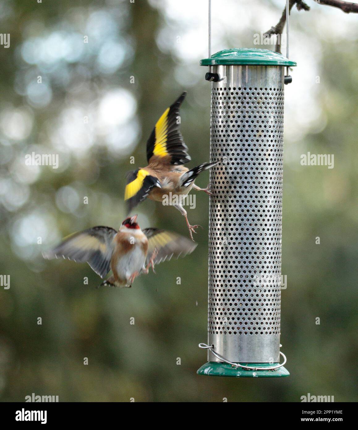 Goldfinch rivalità in un birdfeeder. Foto Stock