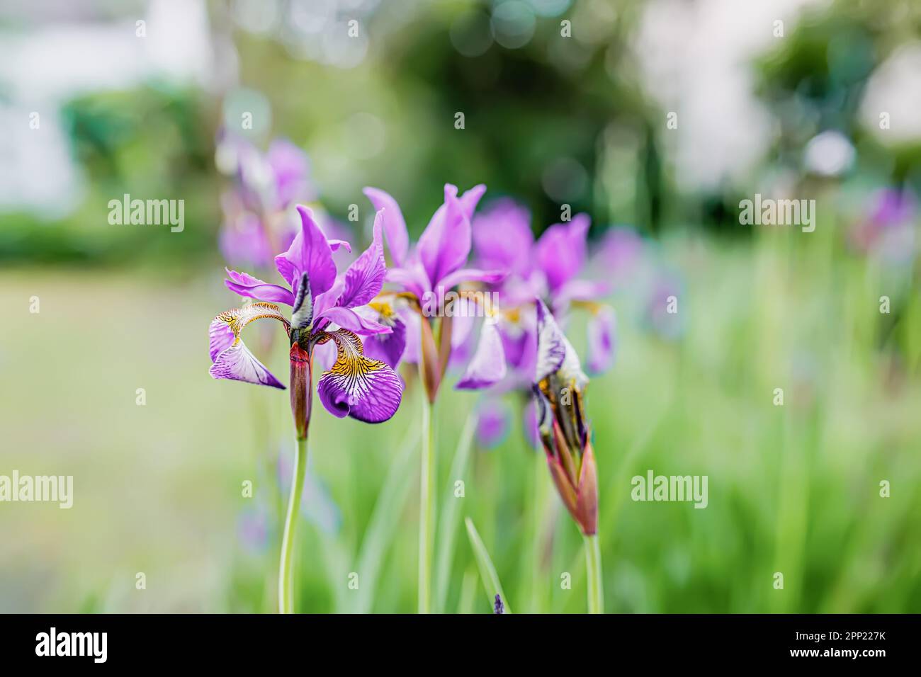 Grande gruppo di fiori viola iris in un letto da giardino con altri fiori colorati sullo sfondo Foto Stock