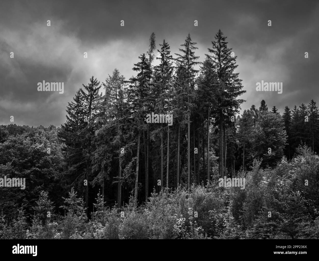 Spa Foresta a Karlovy Vary, Repubblica Ceca con alberi di Spruce e il cielo drammatico in bianco e nero monocromatico Foto Stock