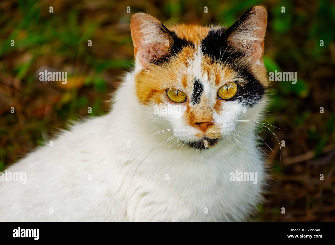 Suzie Q, un gatto ferico, è illustrato il 9 aprile 2023, a Coden, Alabama. Circa il 99,9% dei gatti calici sono femmine. Foto Stock