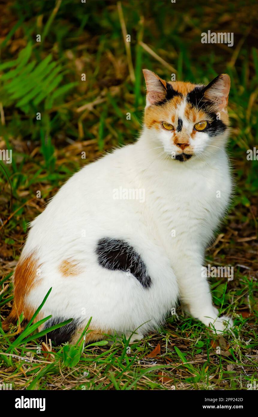 Suzie Q, un gatto ferico, è illustrato il 9 aprile 2023, a Coden, Alabama. Circa il 99,9% dei gatti calici sono femmine. Foto Stock