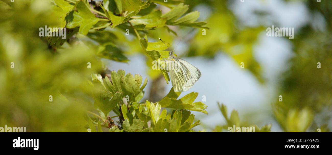 Farfalla bianca Foto Stock