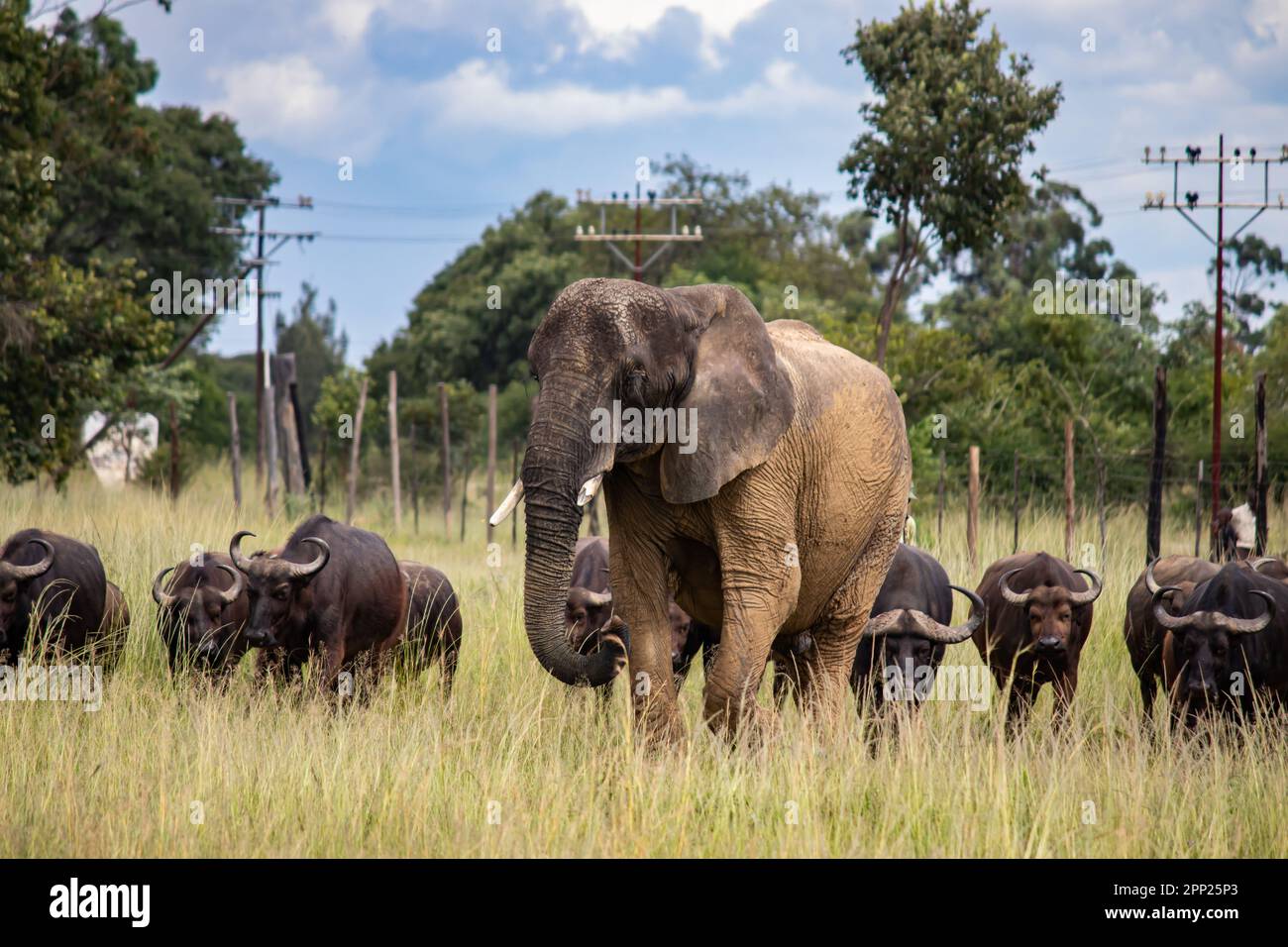 I membri di cinque grandi animali africani, elefante e bufala che camminano insieme nella savana in safari africano a veicolo aperto in Zimbabwe, Ispire Foto Stock