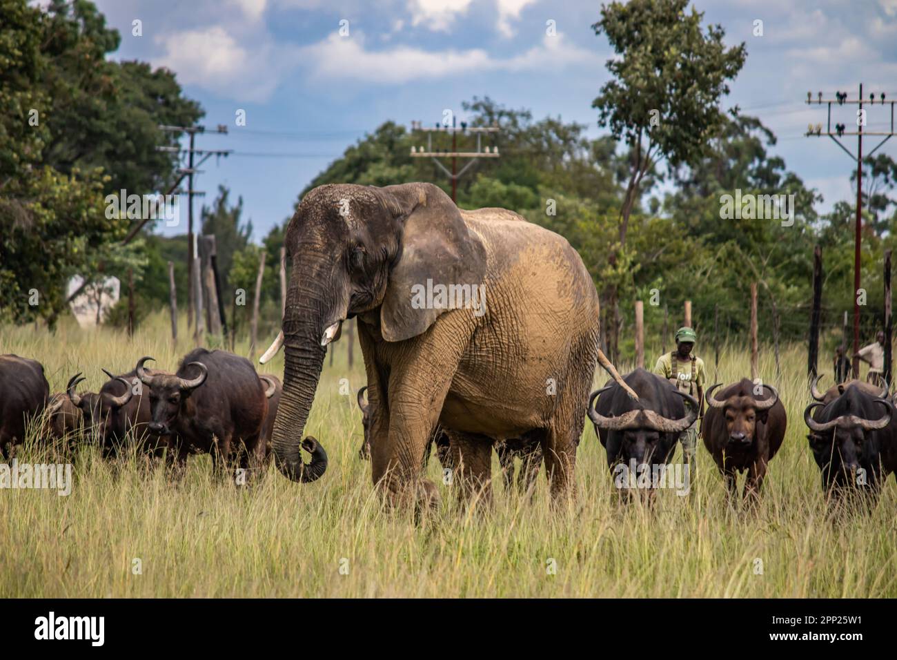 I membri di cinque grandi animali africani, elefante e bufala che camminano insieme nella savana in safari africano a veicolo aperto in Zimbabwe, Ispire Foto Stock
