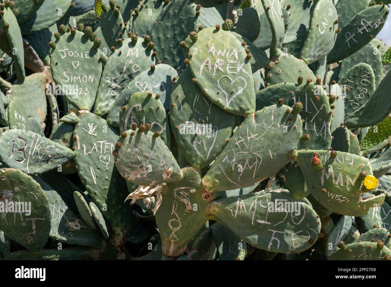 Nomi scolpiti su Opuntia (pianta di Prickly Pear) paphos parco archeologico, Paphos, Cipro Foto Stock