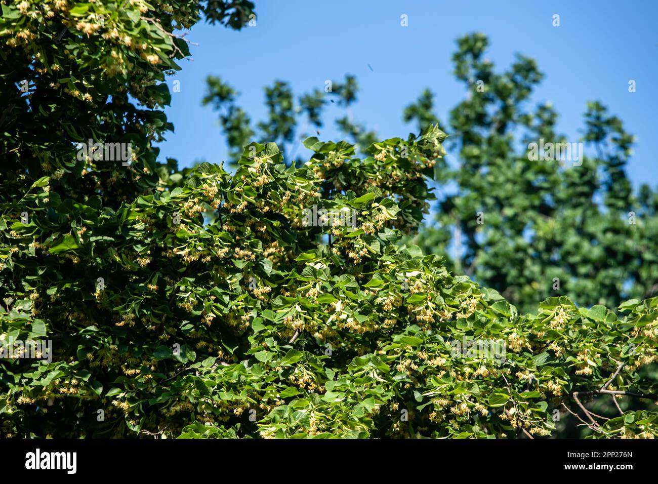albero di tiglio in piena fioritura con bellissimi fiori gialli e bianchi. Tilia americana non è solo bella, ma anche medicinale. Foto Stock