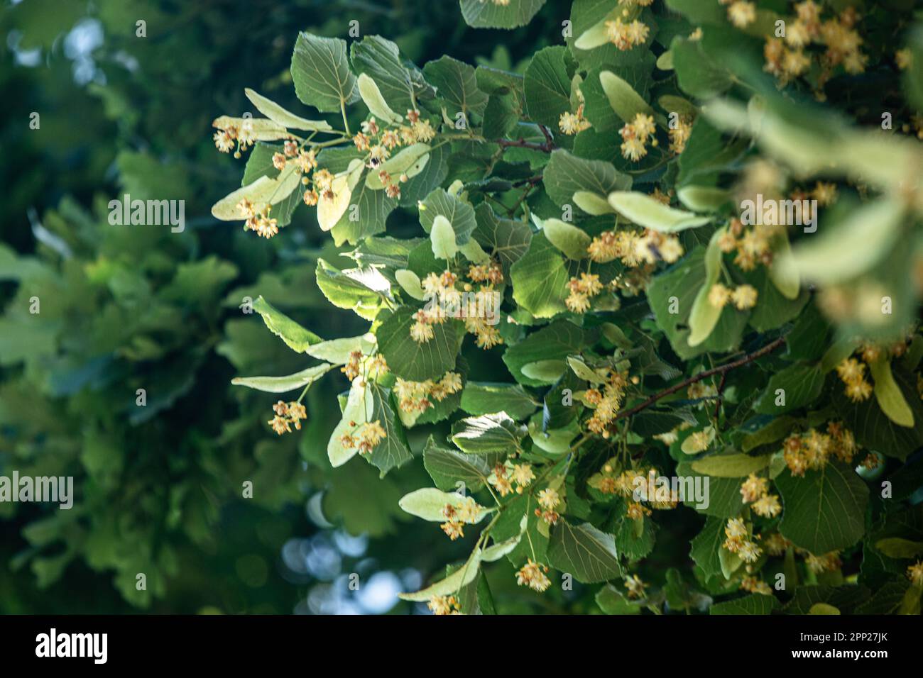 lussureggiante fogliame di lime su sfondo verde brillante. lime simbolo dell'estate. Foto Stock