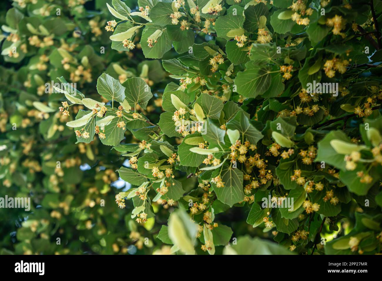 ramo di lime con splendidi fiori in fiore e fresche foglie verdi. Tilia americana aggiunta bella e gustosa a qualsiasi tè o preparazione alle erbe Foto Stock