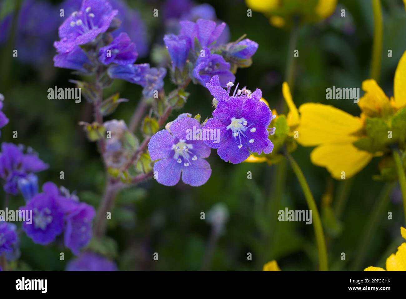 Primo piano di phacelia con rugiada mattutina. Foto Stock