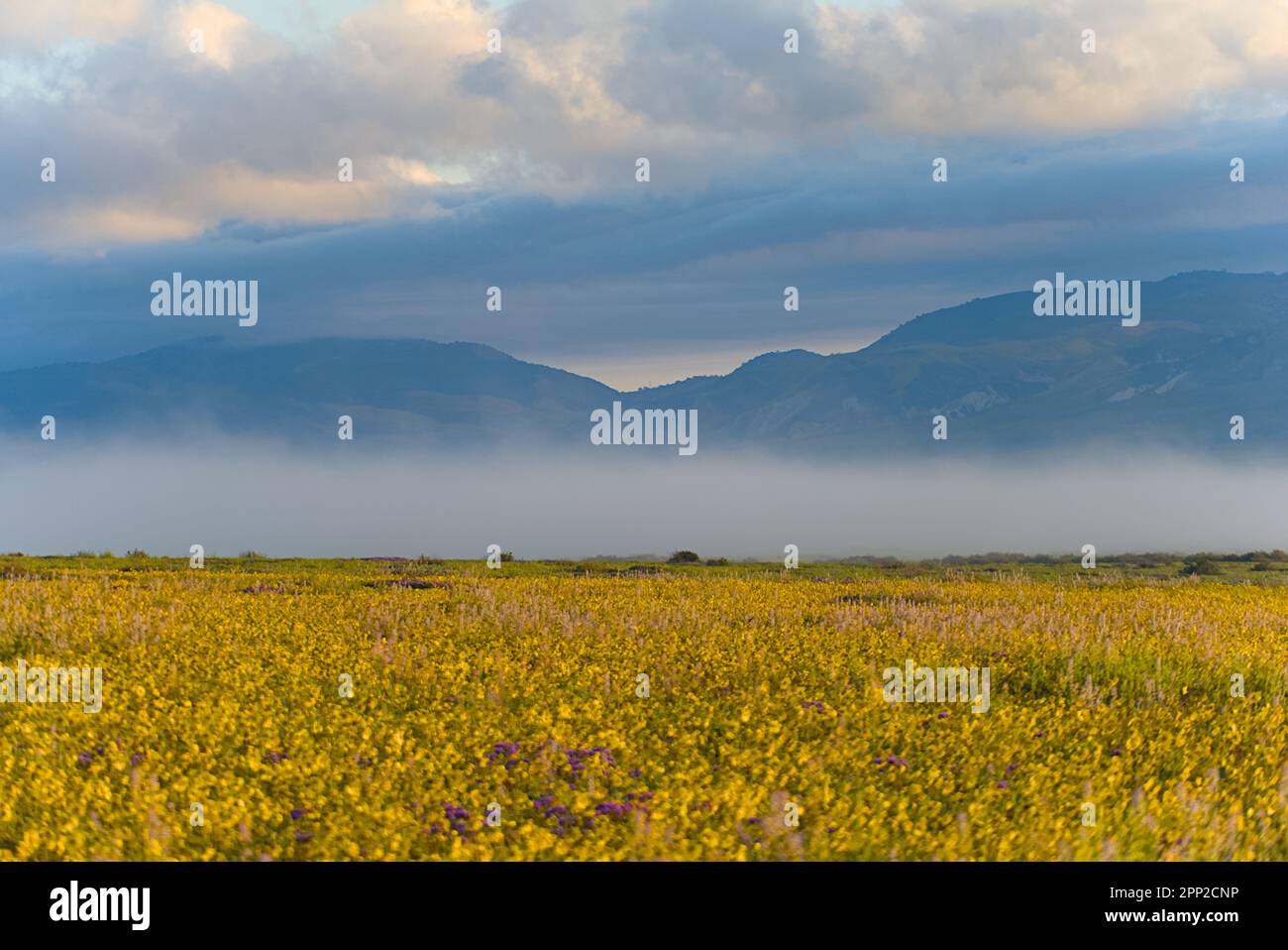 Montagne nella nebbia mattutina e nel cielo nuvoloso, il primo piano è un campo di coreopsis giallo pieno fiore Foto Stock