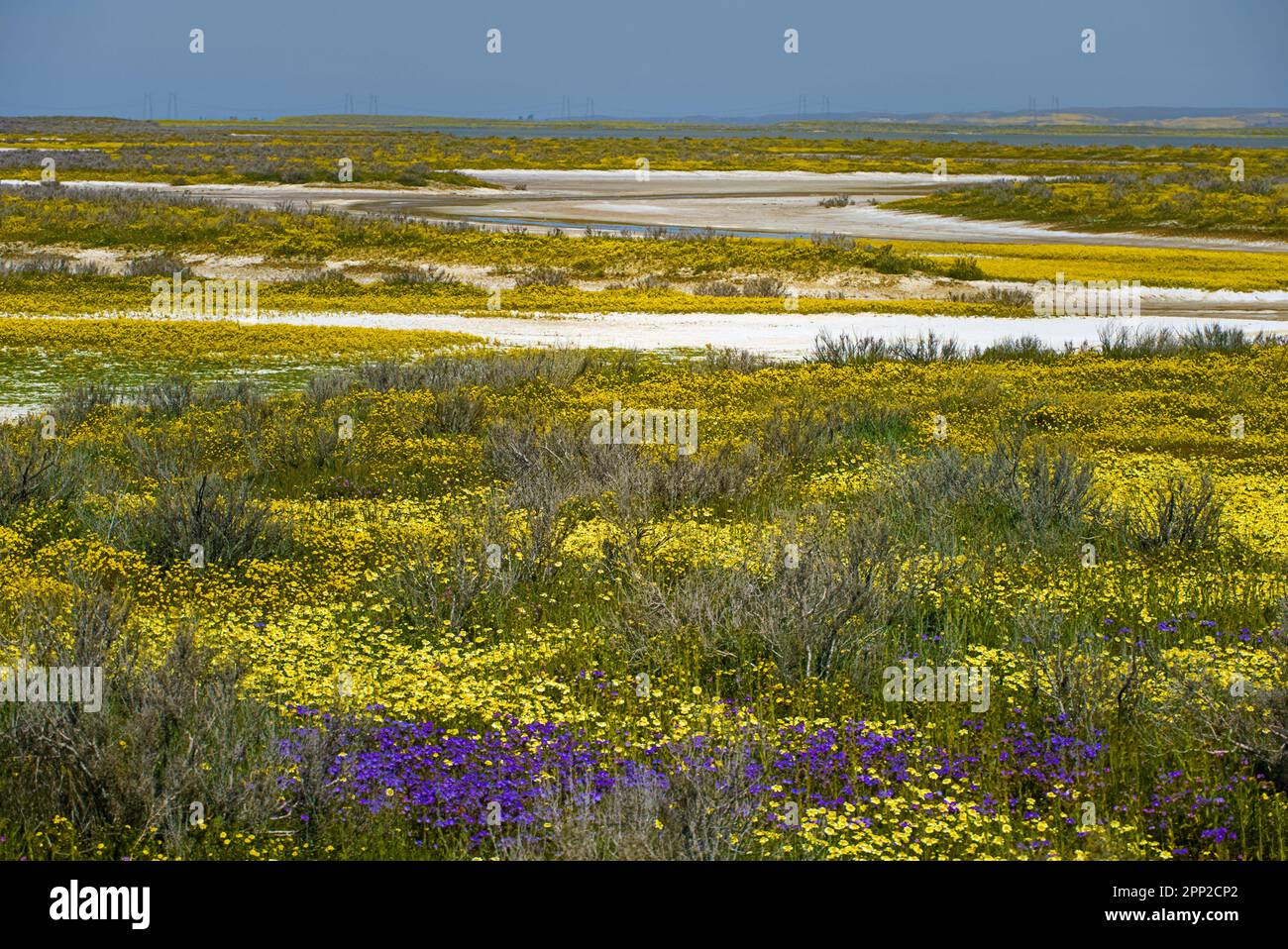 Colorato campo di fiori selvatici con torrente bianco nel fondo. Foto Stock