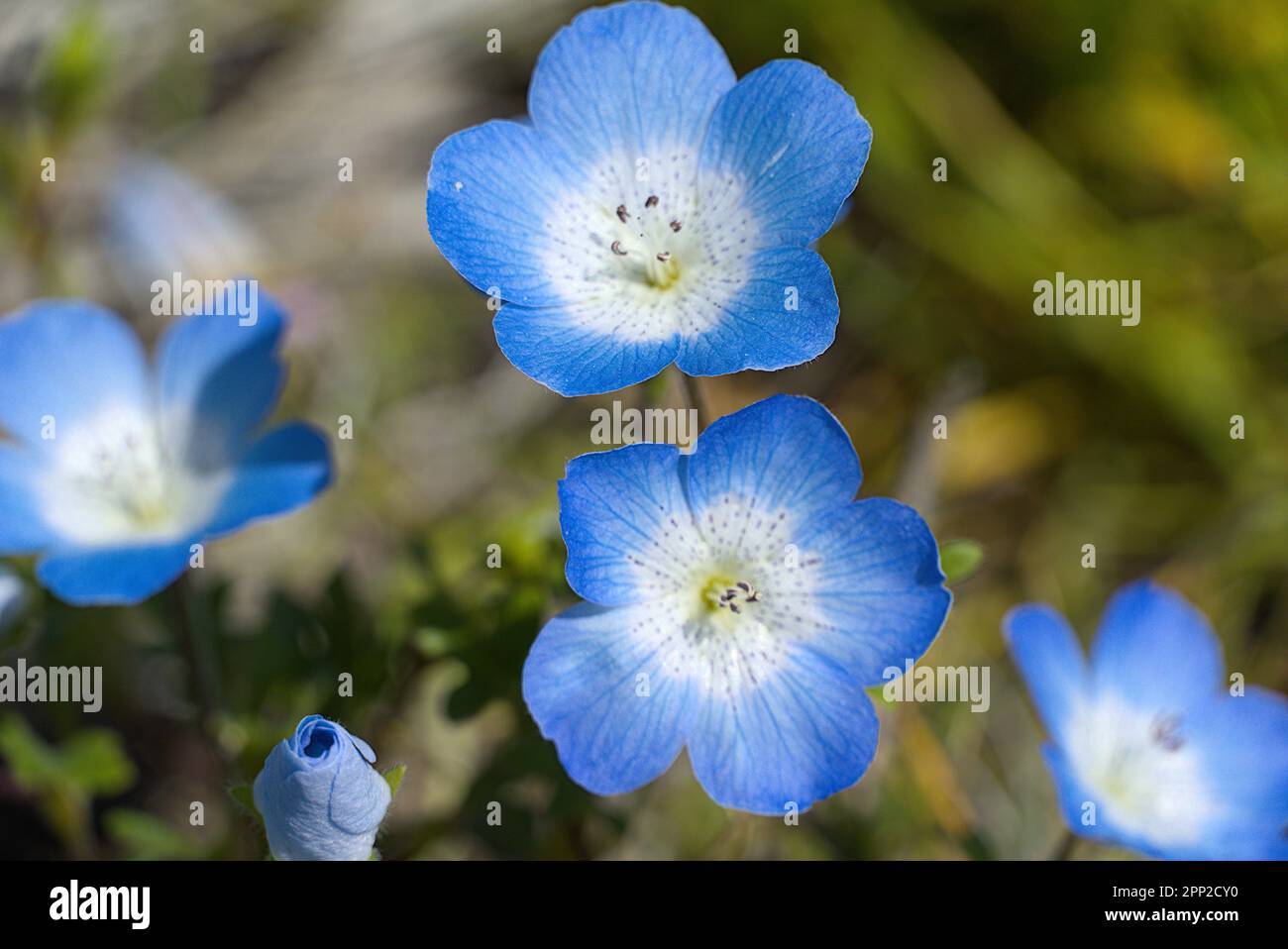 Primo piano degli occhi blu del bambino. Foto Stock