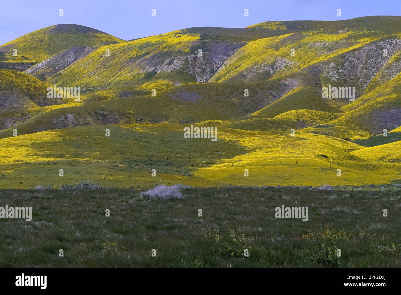 Fiori gialli e viola coperti colline ondulate. Foto Stock