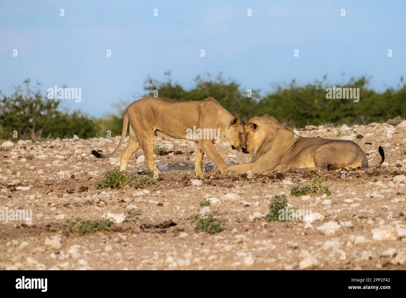 leoni e leonesse si riunono salutando il comportamento tra leoni Foto Stock