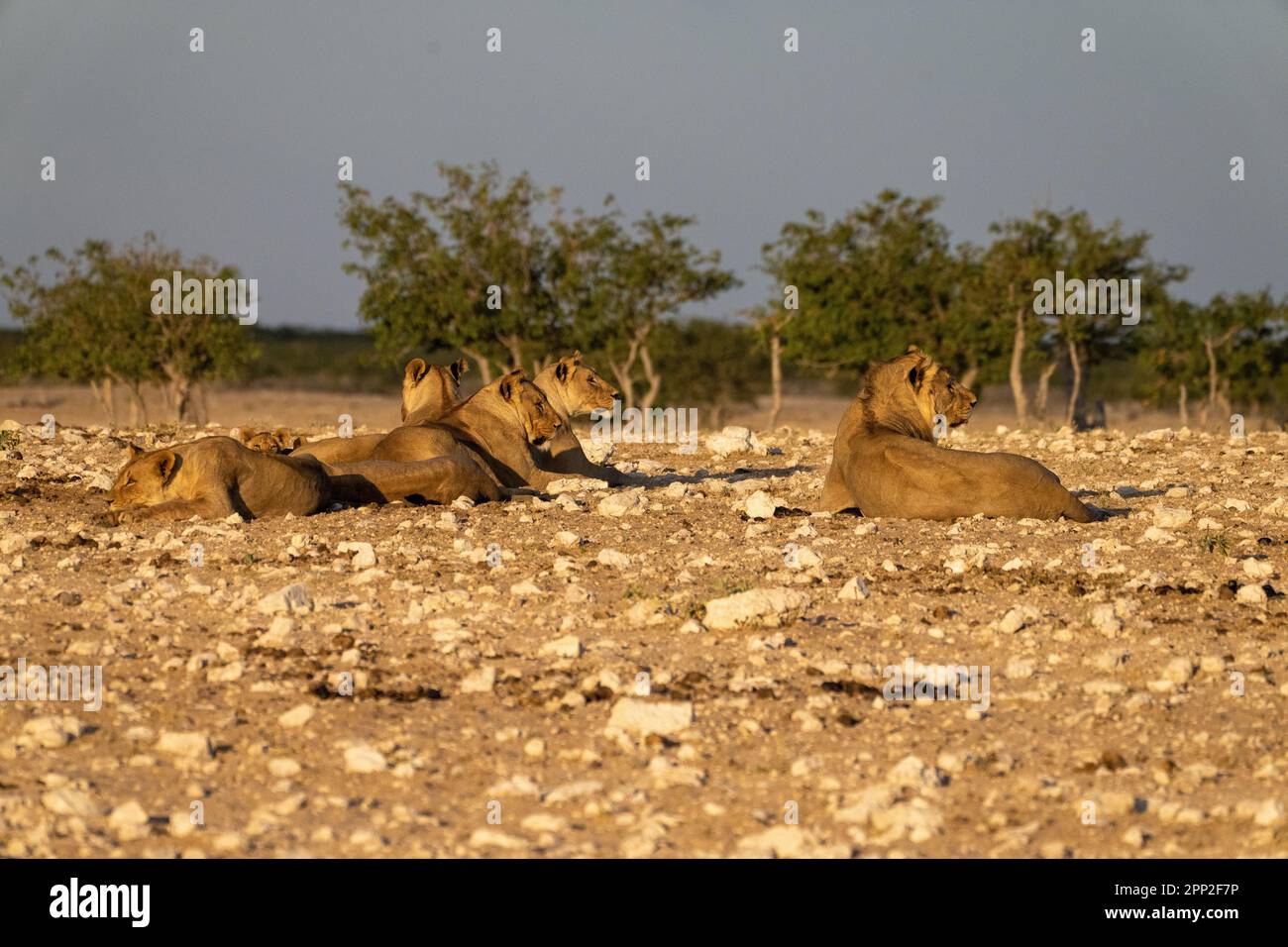 Orgoglio dei Lions e delle leonesse Foto Stock