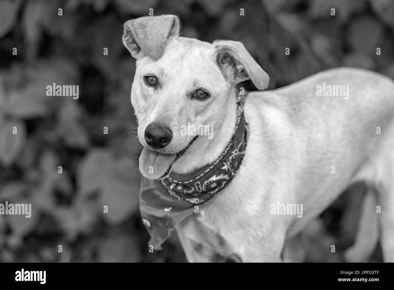 Un primo piano di Un cane animale di salvataggio all'aperto che indossa una Bandana Foto Stock