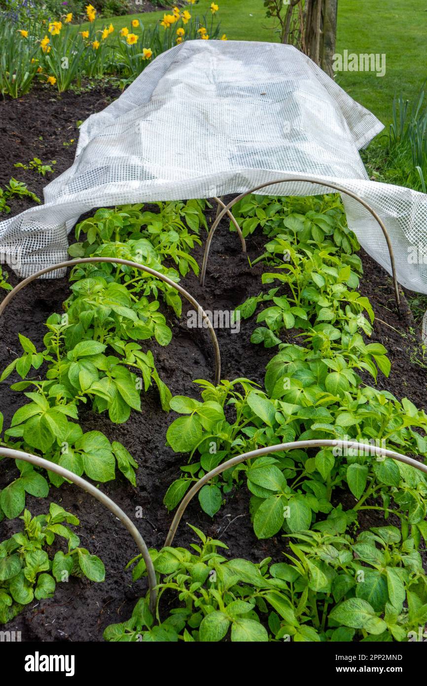 La prima coltivazione di patate novelle sotto la copertura di polimeri in un orto inglese in primavera Foto Stock