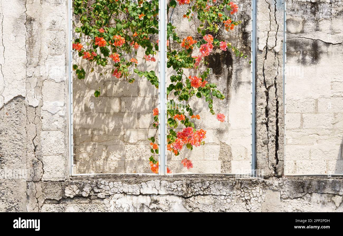 Splendidi fiori che crescono all'interno di un edificio abbandonato e in decadenza Foto Stock