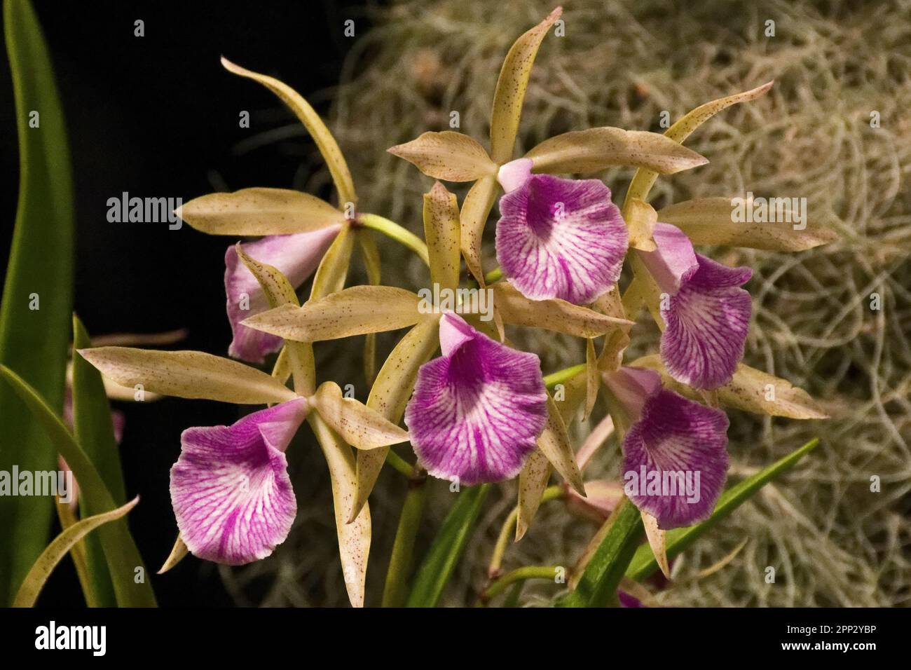 Fiori di orchidea tropicale rosa con strisce bianche per decorazione Foto Stock