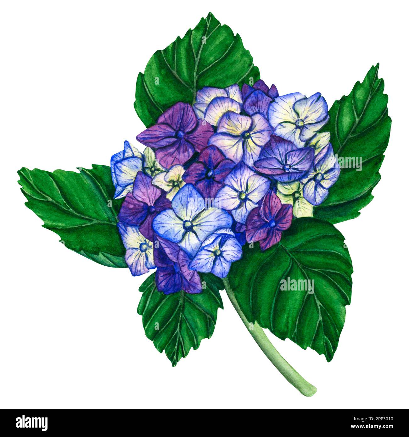 Acquerello idrangea blu. Fiori dipinti a mano con foglie e ramo isolati su sfondo bianco. Natura illustrazione botanica per il disegno, la stampa. Foto Stock