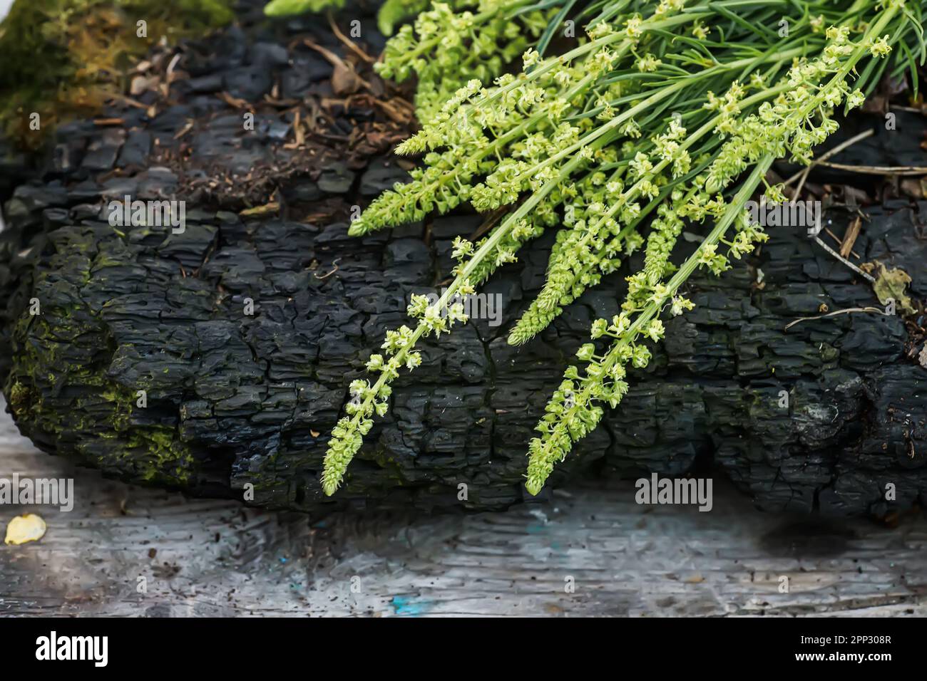 Reseda luteola, razzo del dyer, erbaccia del dyer, saldatura, wold, erbacce gialle Foto Stock