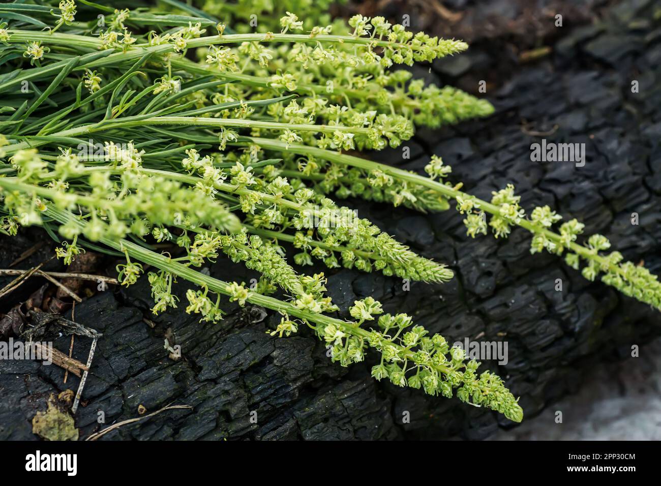 Reseda luteola, razzo del dyer, erbaccia del dyer, saldatura, wold, erbacce gialle Foto Stock