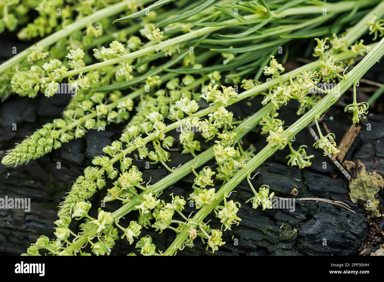 Reseda luteola, razzo del dyer, erbaccia del dyer, saldatura, wold, erbacce gialle Foto Stock