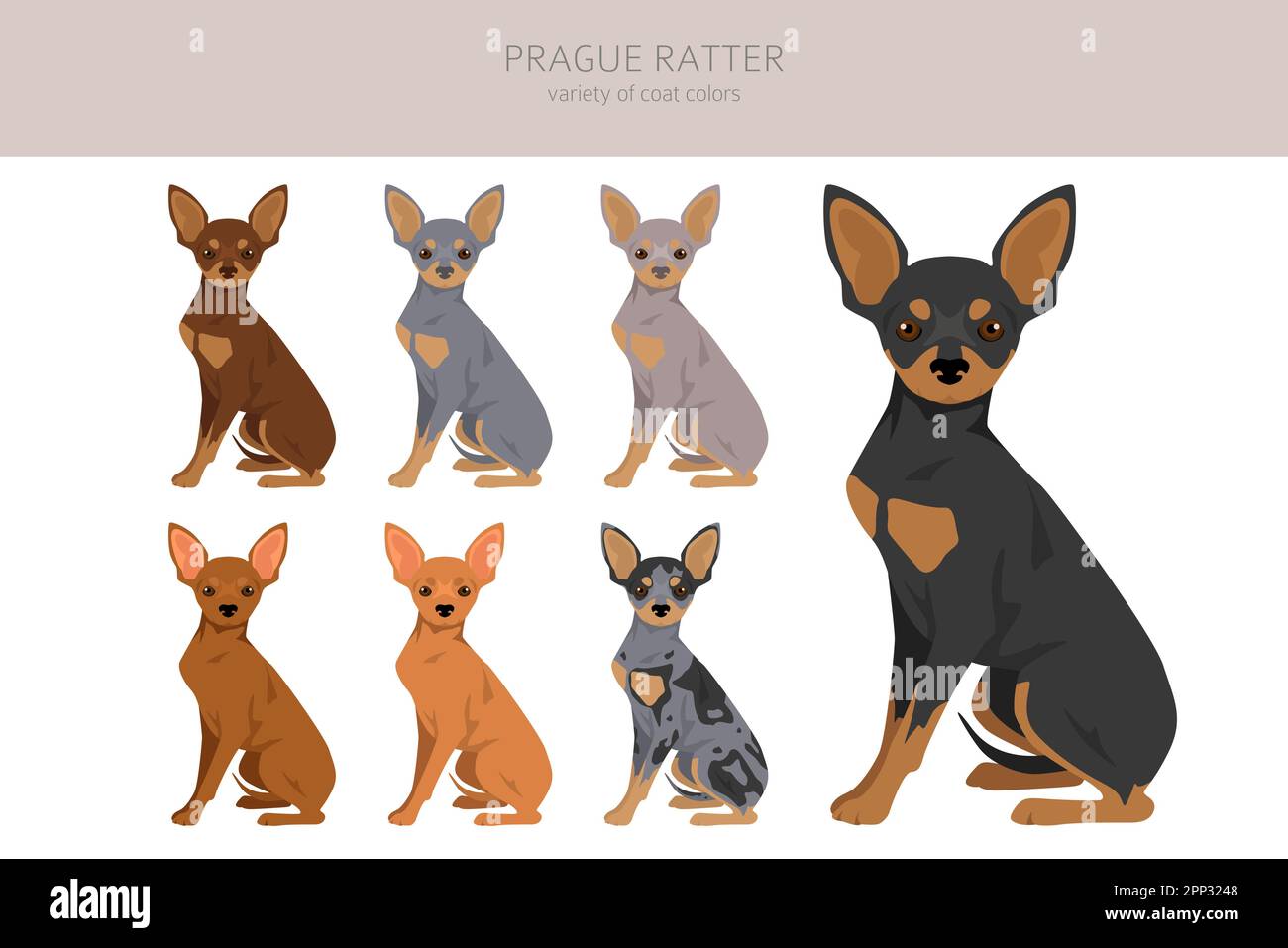 La clipart di Praga Ratter. Set di tutti i colori del mantello. Infografica sulle caratteristiche di tutte le razze di cani. Illustrazione vettoriale Illustrazione Vettoriale