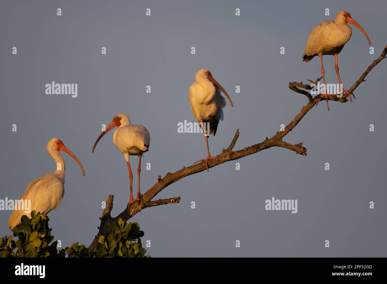 White ibis su un ramo al tramonto, Everglades Foto Stock