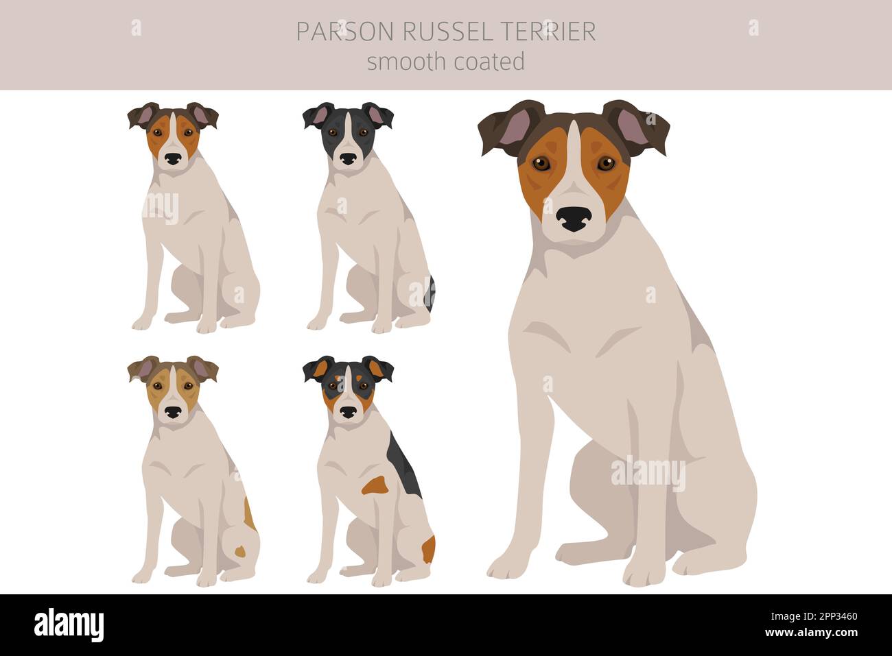 Clipart Parson Russel con rivestimento liscio. Pose diverse, set di colori del mantello. Illustrazione vettoriale Illustrazione Vettoriale