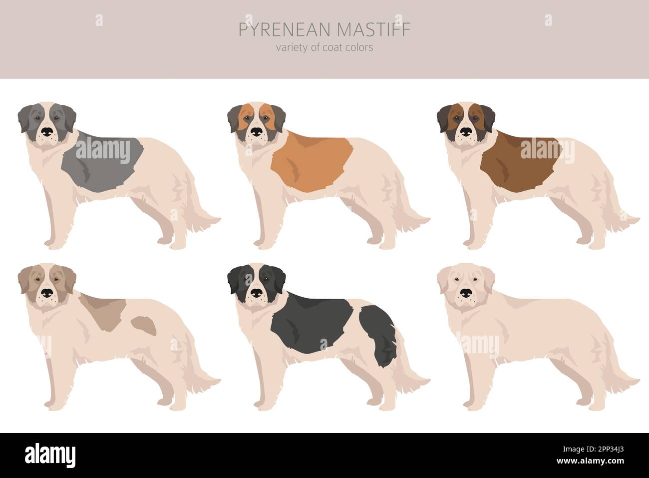 Clipart di mastiff dei Pirenei. Pose diverse, colori del cappotto impostati. Illustrazione vettoriale Illustrazione Vettoriale