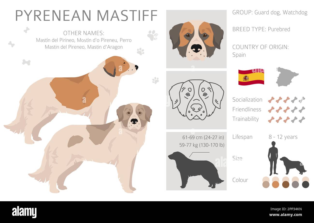 Clipart di mastiff dei Pirenei. Pose diverse, colori del cappotto impostati. Illustrazione vettoriale Illustrazione Vettoriale