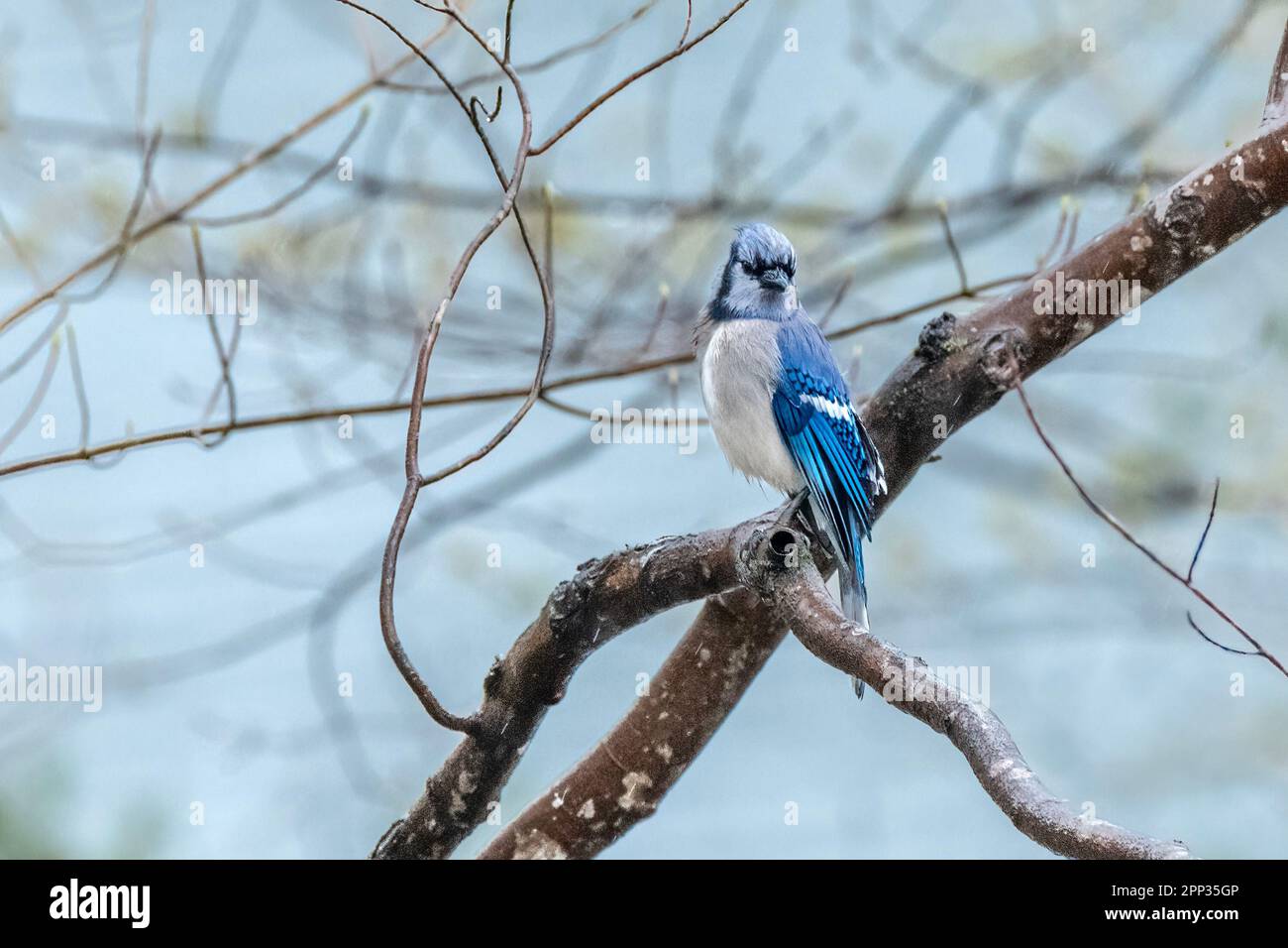 Un Bluebird orientale riposa su un ramo dell'albero tra i voli per raccogliere il materiale di nidificazione per la sua deposizione di uovo imminente. Foto Stock