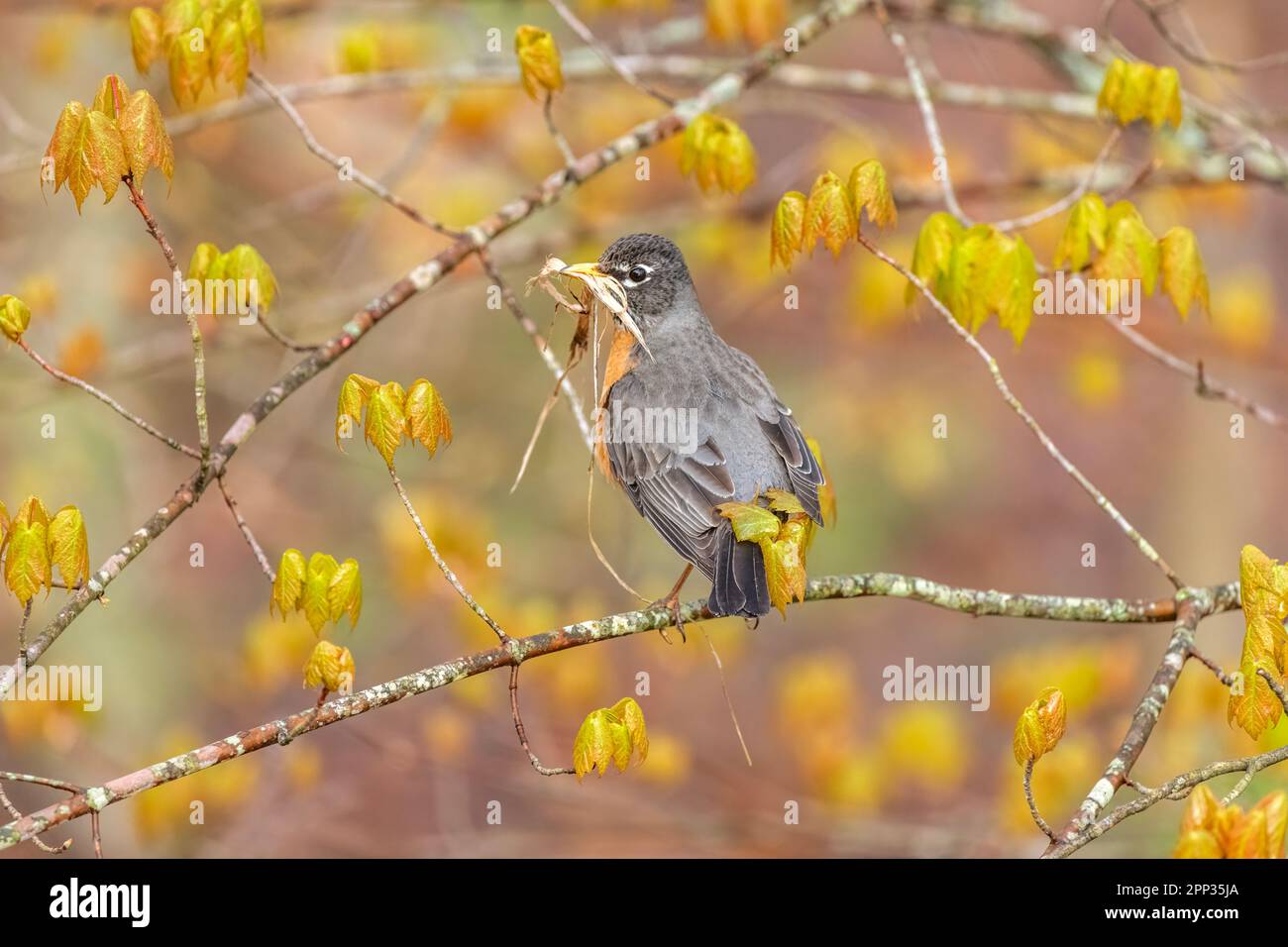 Un Robin americano riposa su un ramo di albero tra i voli per raccogliere il materiale di nidificazione per la sua prossima deposizione delle uova. Foto Stock