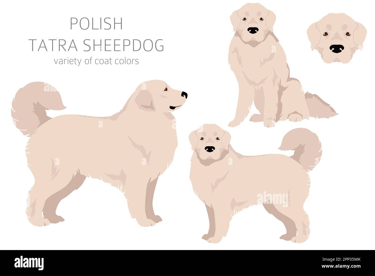 Clipart Polacco dei Tatra Sheepdog. Set di tutti i colori del mantello. Infografica sulle caratteristiche di tutte le razze di cani. Illustrazione vettoriale Illustrazione Vettoriale