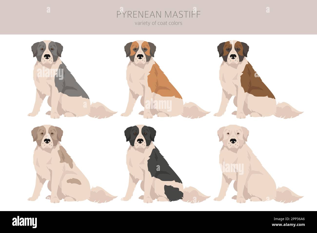 Clipart di mastiff dei Pirenei. Pose diverse, colori del cappotto impostati. Illustrazione vettoriale Illustrazione Vettoriale