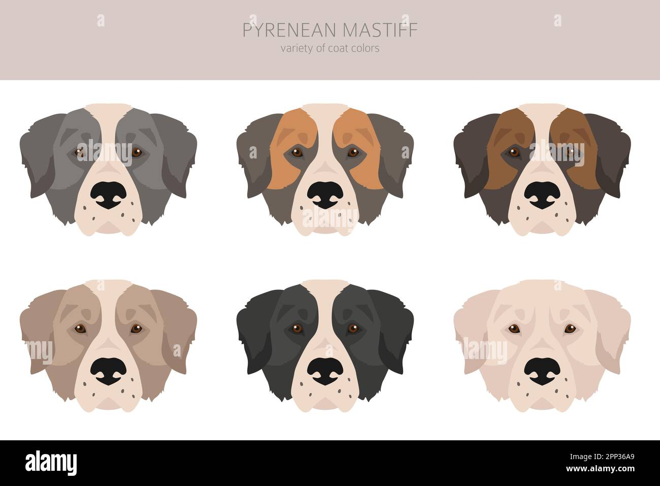 Clipart di mastiff dei Pirenei. Pose diverse, colori del cappotto impostati. Illustrazione vettoriale Illustrazione Vettoriale