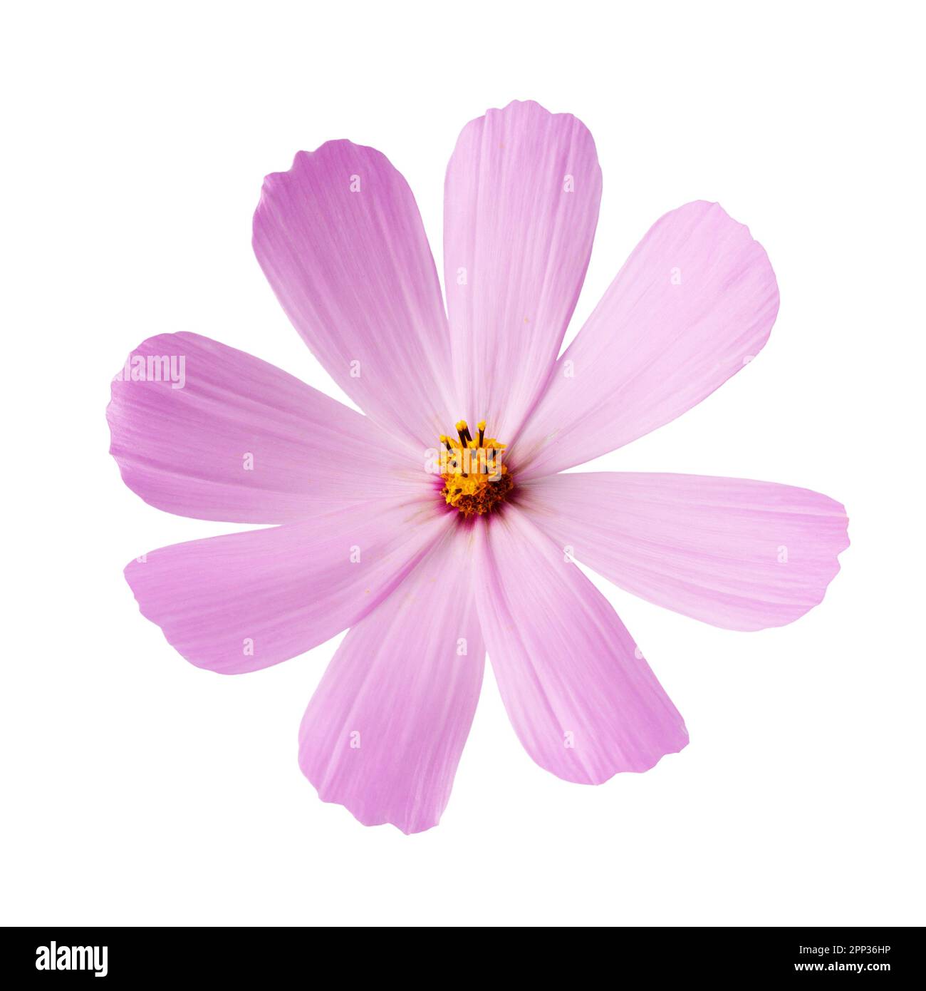 fiore rosa isolato su sfondo bianco. Foto Stock