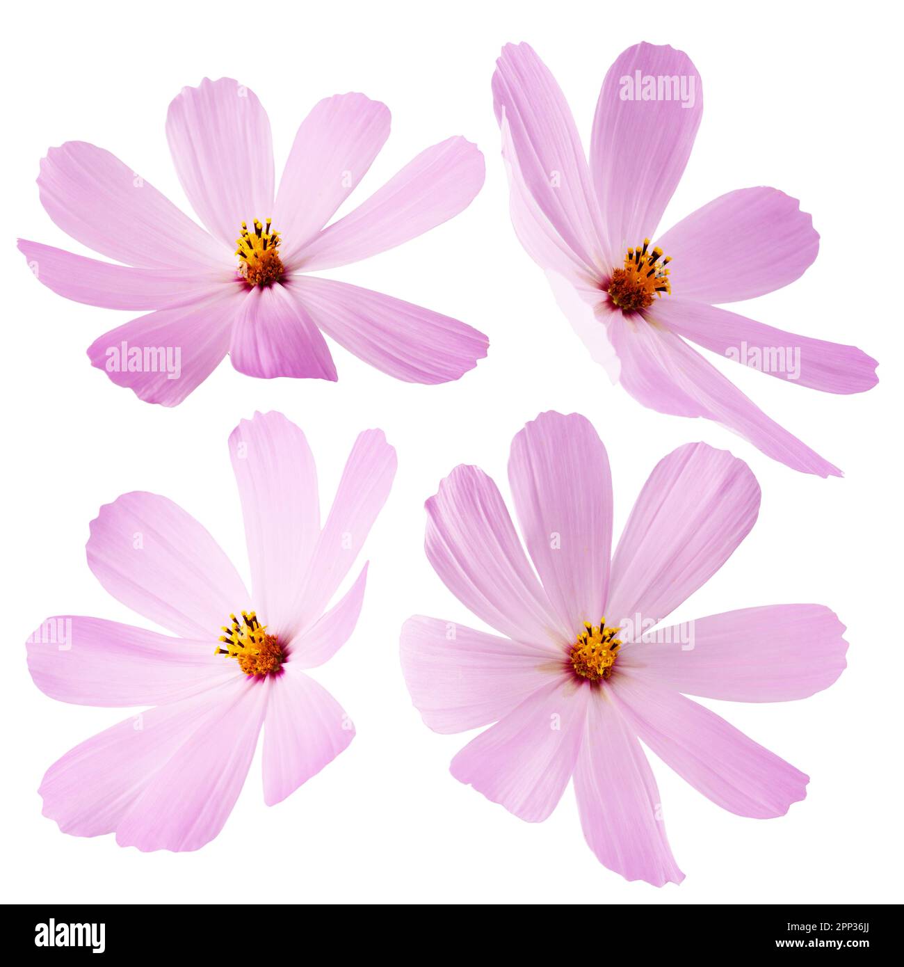 collezione di fiori rosa isolati su sfondo bianco. Foto Stock