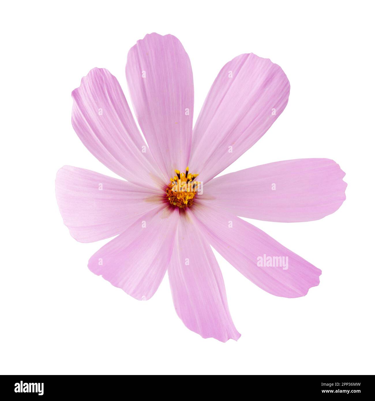 fiore rosa isolato su sfondo bianco. Foto Stock