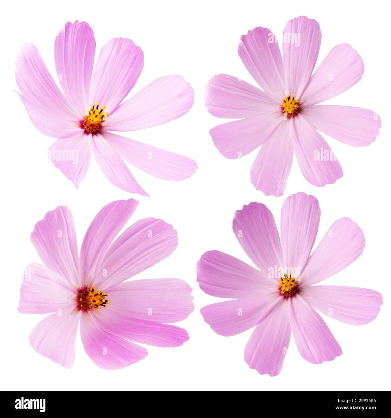 collezione di fiori rosa isolati su sfondo bianco. Foto Stock
