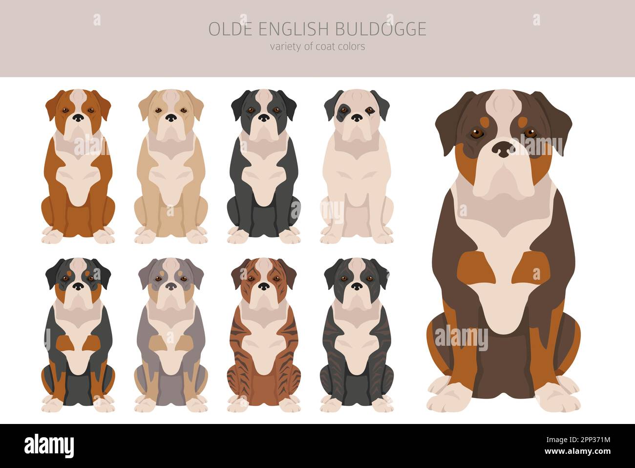 Olde inglese Bulldogge, Leavitt Bulldog Clipart. Pose diverse, colori del cappotto impostati. Illustrazione vettoriale Illustrazione Vettoriale
