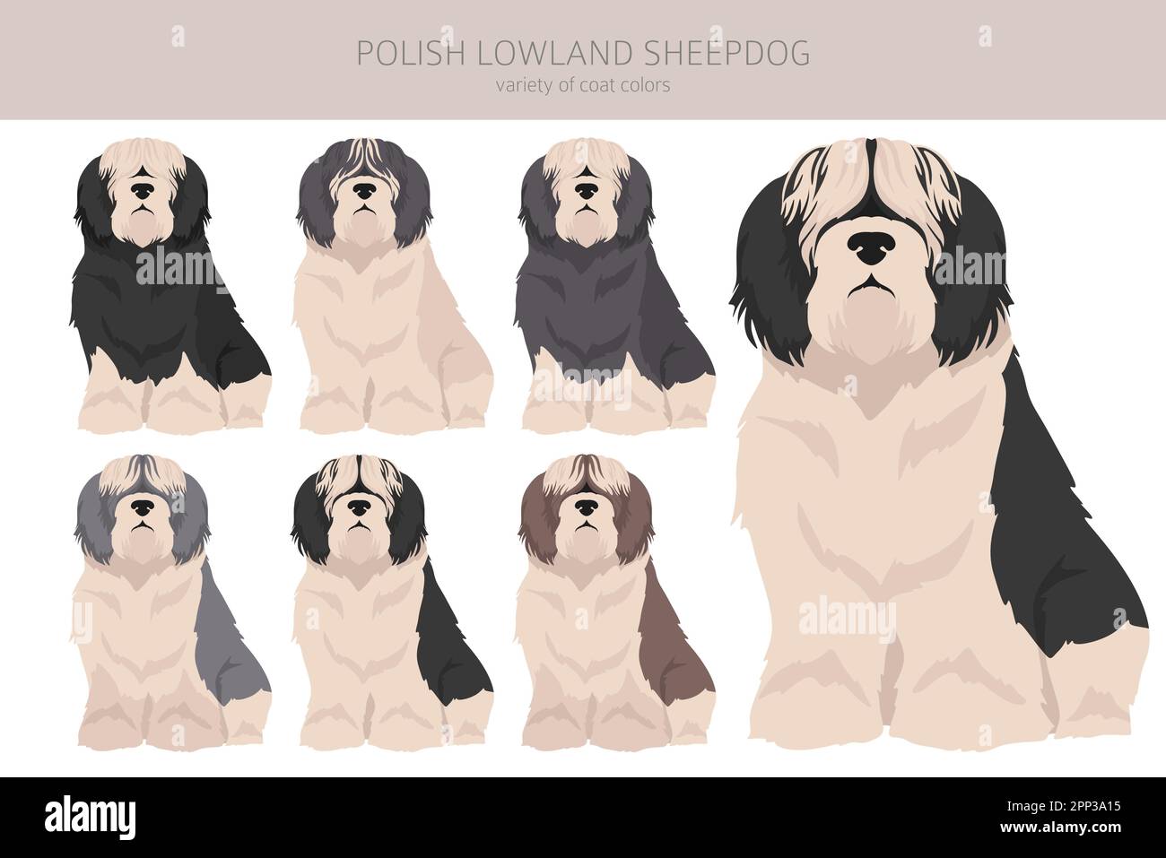 Clipart polacche di cane da pecora della pianura. Pose diverse, colori del cappotto impostati. Illustrazione vettoriale Illustrazione Vettoriale