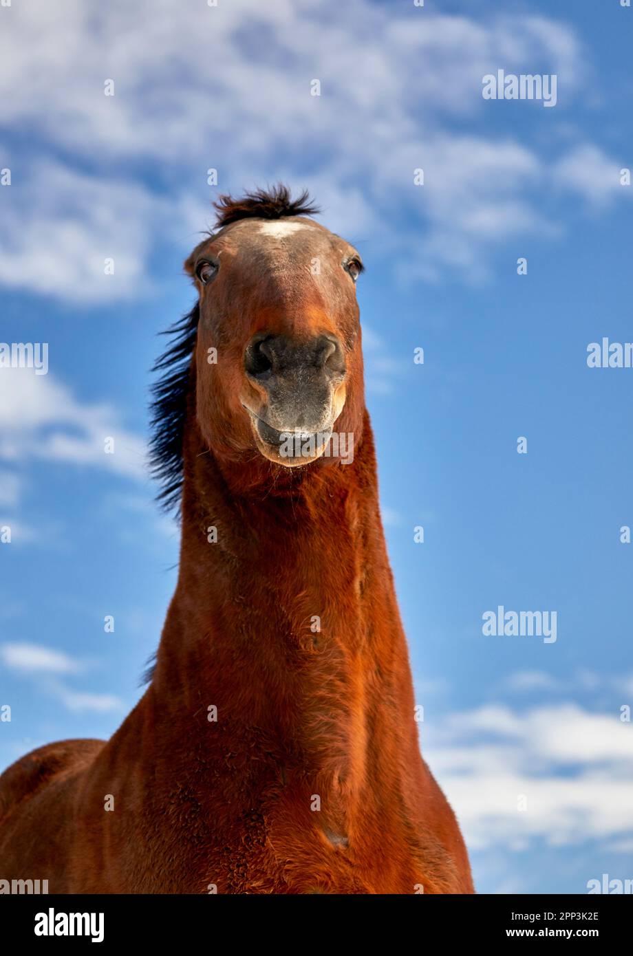 Primo piano di Bay Colored Horse preparandosi a salire Foto Stock