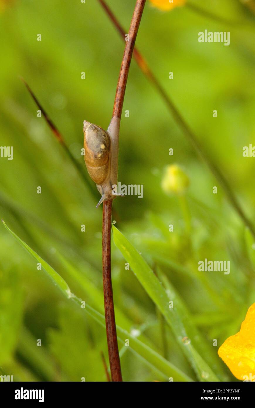 Erba lumaca Foto Stock