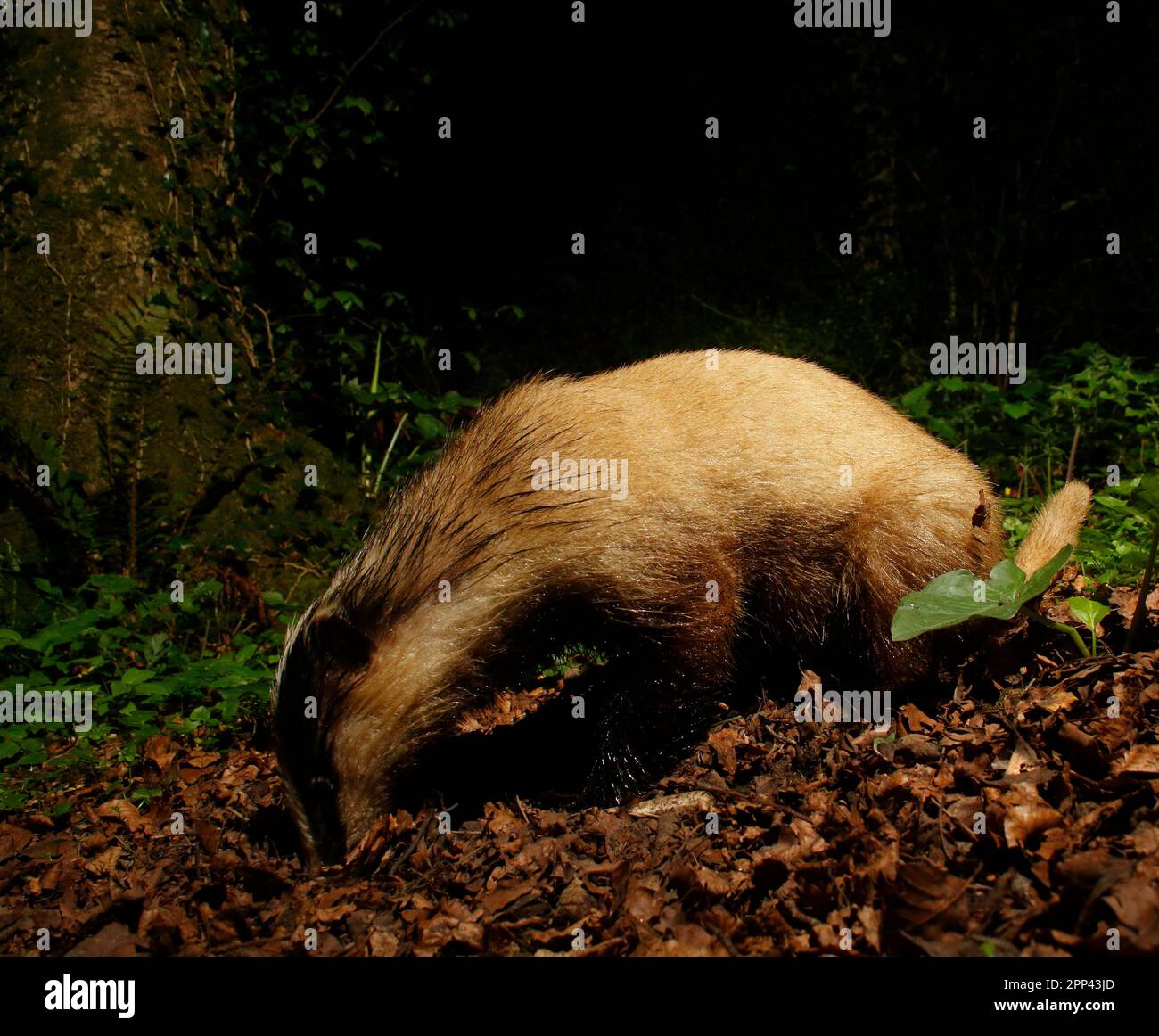 Badger nel bosco Foto Stock