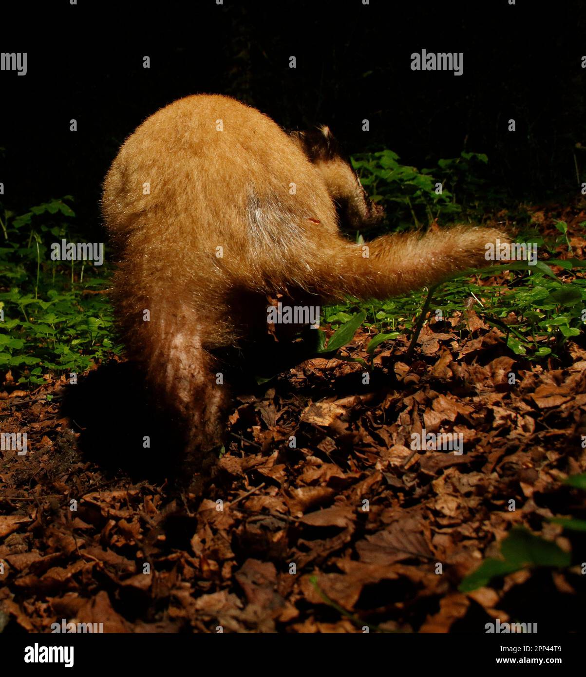 Badger nel bosco Foto Stock