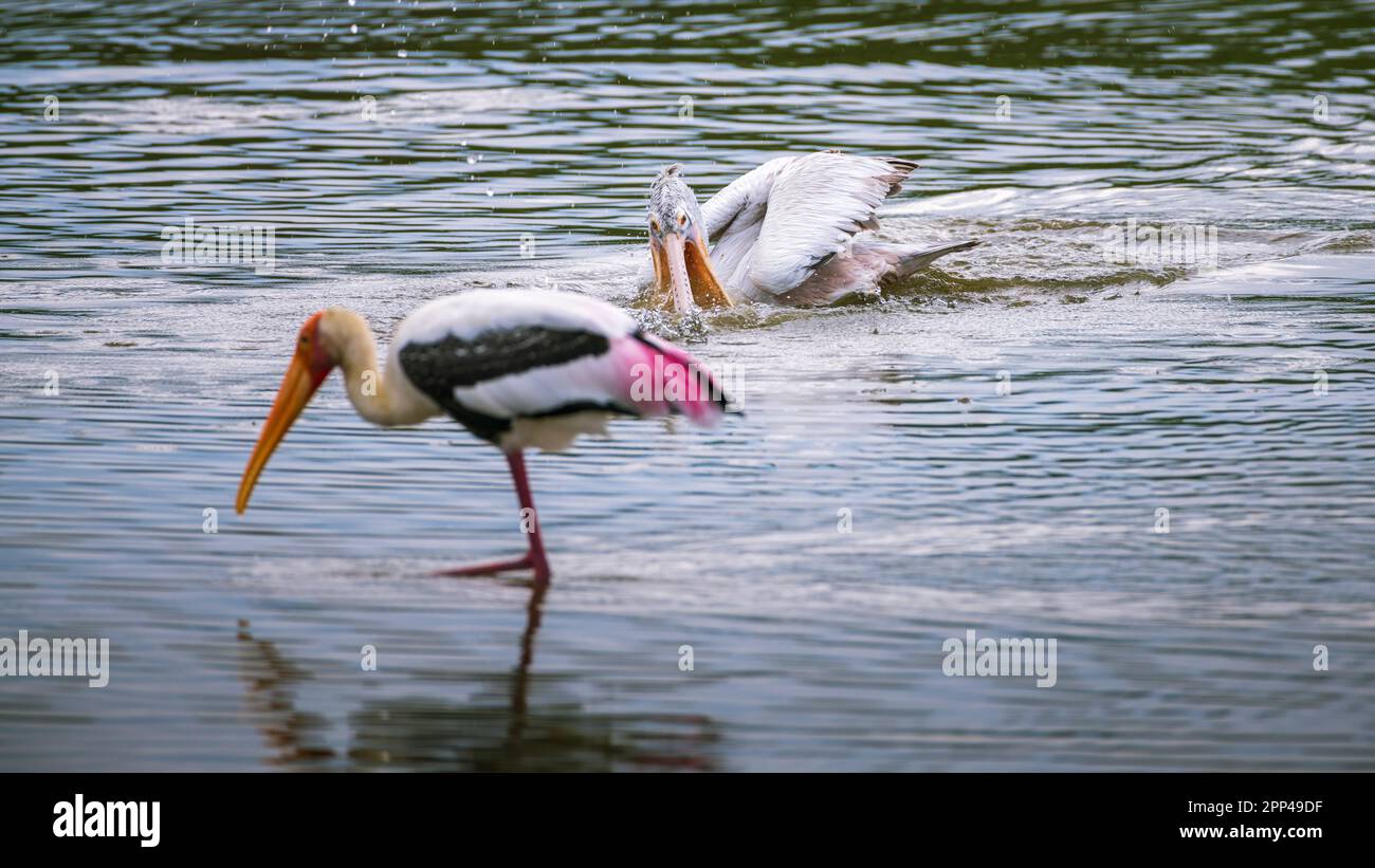 Pellicano puntiforme sulla laguna al mattino. Cicogna dipinta in primo piano. Foto Stock